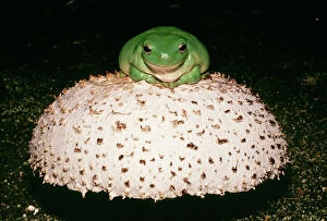 White├âs / Australian Tree Frog - On mushroom