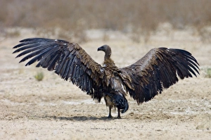 White-Backed Vulture - drying wings after bathing White-Backed Vulture - drying wings after bathing