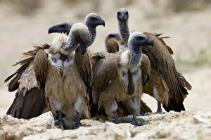 White-Backed Vulture - group congregating at waterhole White-Backed Vulture - group congregating at waterhole