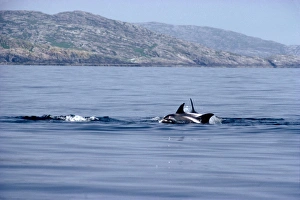 White-beaked Dolphin White-beaked Dolphin
