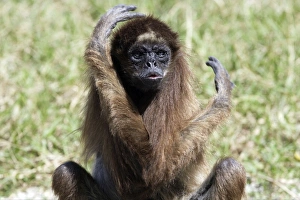 White-bellied / Long-Haired / White-fronted Spider Monkey White-bellied / Long-Haired / White-fronted Spider Monkey