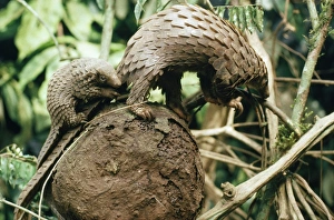 White-bellied Pangolin - with baby on ants nest in rainforest White-bellied Pangolin - with baby on ants nest in rainforest