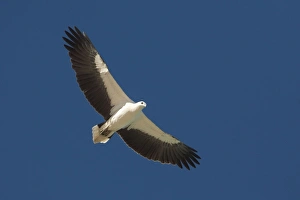 White-bellied Sea-Eagle - Soaring along Roebuck Bay White-bellied Sea-Eagle - Soaring along Roebuck Bay