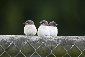 White-breasted Woodswallow Chicks - Three fledgling chicks perched on a fence waiting to White-breasted Woodswallow Chicks - Three fledgling chicks perched on a fence waiting to