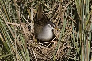 White-browed Crake coming onto nest