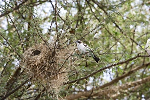 White-browed Sparrow-Weaver - at nest White-browed Sparrow-Weaver - at nest