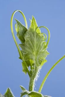 White Bryony - leaf bud opening in spring