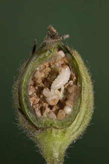 White Campion - cross-section of a fruit with its seeds parasitized by weevils larvas White Campion - cross-section of a fruit with its seeds parasitized by weevils larvas