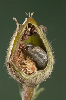 White Campion - Cut of a fruit parasitized by a caterpillar of a noctuidae White Campion - Cut of a fruit parasitized by a caterpillar of a noctuidae
