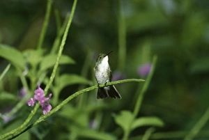 White-chested Emerald Hummingbird White-chested Emerald Hummingbird
