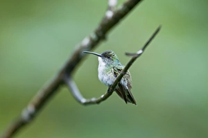 White-chested Emerald Hummingbird - Sitting on branch White-chested Emerald Hummingbird - Sitting on branch
