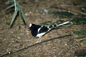 White-Crowned Forktail White-Crowned Forktail
