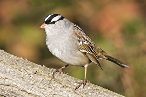 White-crowned Sparrow - East Haven CT White-crowned Sparrow - East Haven CT