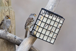 White-crowned Sparrow - eating suet White-crowned Sparrow - eating suet