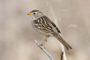 White-crowned Sparrow - immature in winter White-crowned Sparrow - immature in winter