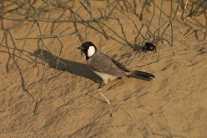 White-eared Bulbul - On sandy ground White-eared Bulbul - On sandy ground