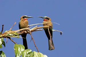 White-fronted Bee-Eater - two on branch White-fronted Bee-Eater - two on branch