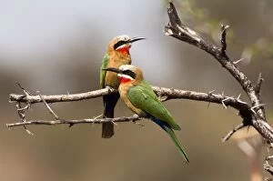 White Fronted Gallery: White-fronted Bee-eater - pair on branch