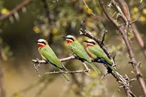White Fronted Gallery: White-fronted Bee-eater - three sitting on branch