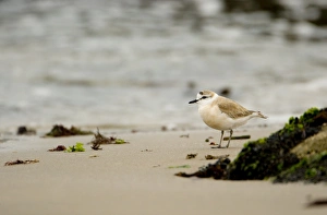 White Fronted Gallery: White Fronted Plover - foraging along the shore line