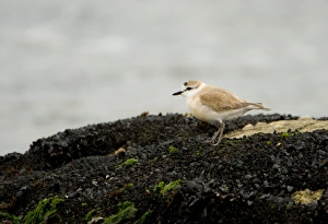White Fronted Gallery: White Fronted Plover - standing on a rock covered in small black muscles