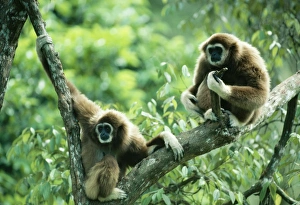 White-handed Gibbon White-handed Gibbon