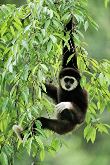 White-handed Gibbon - hanging in tree White-handed Gibbon - hanging in tree