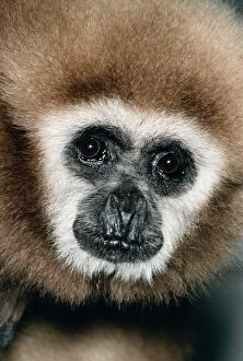 Images Dated 28th June 2005: White-handed Gibbon Malay Peninsula
