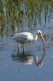 Images Dated 6th February 2004: White Ibis - feeding in marsh USA 0290