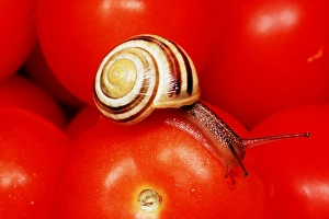 White-lipped Banded SNAIL / Humbug Snail - on tomatoes White-lipped Banded SNAIL / Humbug Snail - on tomatoes