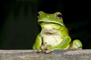White-lipped Tree Frog - frontal view of an adult sitting on wood in tropical rainforest White-lipped Tree Frog - frontal view of an adult sitting on wood in tropical rainforest