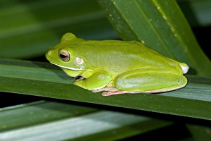 White-lipped Tree Frog - side view of an adult sitting on a kind of pandanus in dense White-lipped Tree Frog - side view of an adult sitting on a kind of pandanus in dense