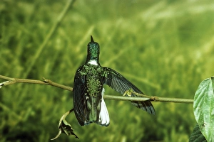 White-necked Jacobin Hummingbird White-necked Jacobin Hummingbird