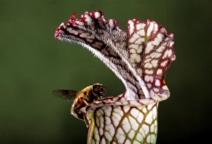 White Pitcher Plant - a dipterous comes near the slippery edge attracted by the sap of White Pitcher Plant - a dipterous comes near the slippery edge attracted by the sap of