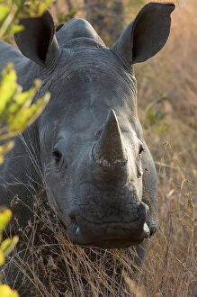 White Rhinoceros Gallery: White rhinoceros - Potrait of a male