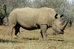 White Rhinoceros Gallery: White Rhinocerous