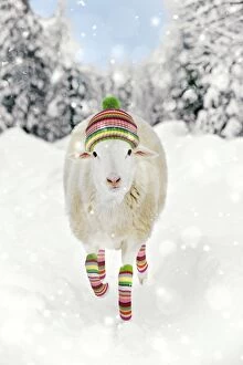Images Dated 8th January 2011: White Sheep - running in snow wearing woolly hat