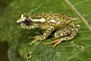 White-snouted Reed Frog - adult male on leaf White-snouted Reed Frog - adult male on leaf