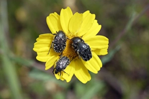 White Spotted Rose Beetle - 4 on flower White Spotted Rose Beetle - 4 on flower