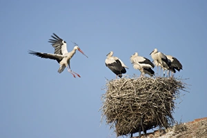 White Stork - Arriving in flight at nest with a twig and greeted by several full grown chicks White Stork - Arriving in flight at nest with a twig and greeted by several full grown chicks