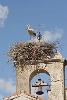 White Stork (Ciconia ciconia) nesting