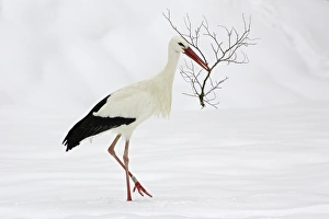 White Stork - Collecting nest material in snow at breeding grounds in april White Stork - Collecting nest material in snow at breeding grounds in april