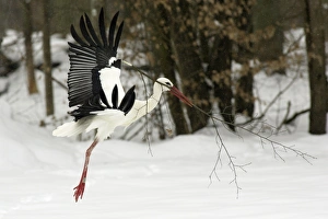 White Stork - Flying with nest material in snow at breeding grounds in april White Stork - Flying with nest material in snow at breeding grounds in april