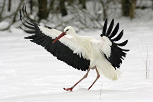 White Stork - Landing in snow at breeding grounds in april White Stork - Landing in snow at breeding grounds in april