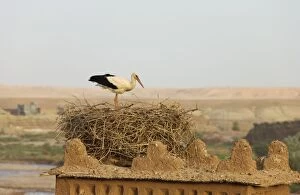 White Stork - at its nest on one of the towers