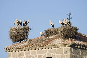 White Stork - Several occupied nests on on bell tower roof top nest site White Stork - Several occupied nests on on bell tower roof top nest site