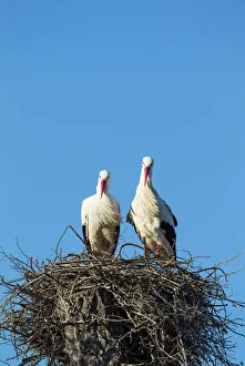 Low Angle View Gallery: White Stork pair on their nest Do& xf1;ana National... White Stork pair on their nest Do& xf1