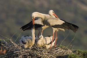 White Stork - Parent feeding chicks by regurgitating food from its crop White Stork - Parent feeding chicks by regurgitating food from its crop