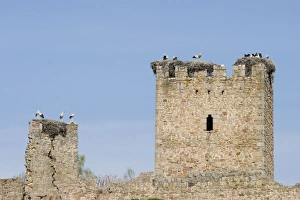 White Storks - Massive nests built on the ruined walls of an ancient castle White Storks - Massive nests built on the ruined walls of an ancient castle