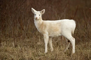 White-tailed Deer - Albino doe